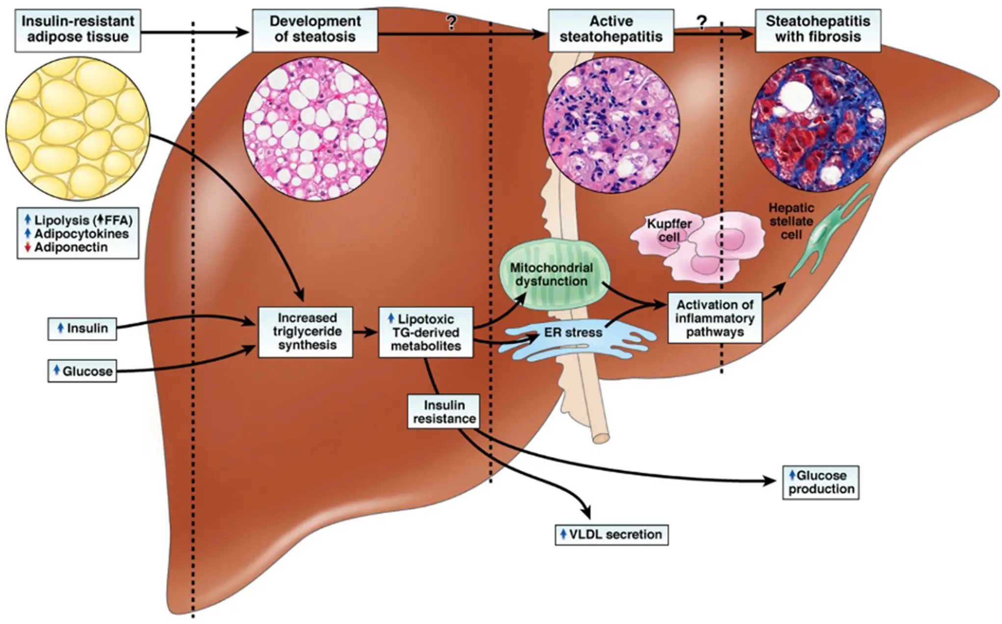 Ch42-Fig2